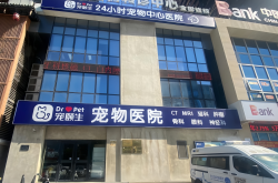 11岁猫咪的生命接力：新瑞鹏旗下宠颐生宠物医院沈阳中心医院的救援实录